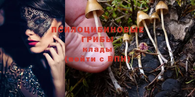 где найти   Александровск-Сахалинский  Галлюциногенные грибы Psilocybine cubensis 